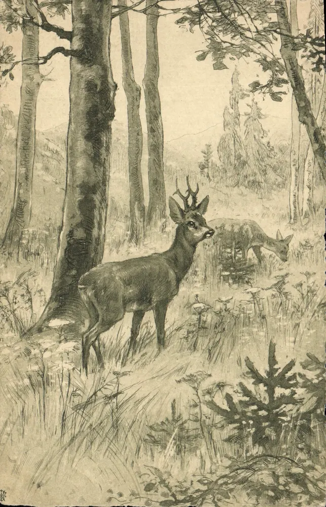 Dois cabritos na floresta — ilustração gravada — P. L. - Frente