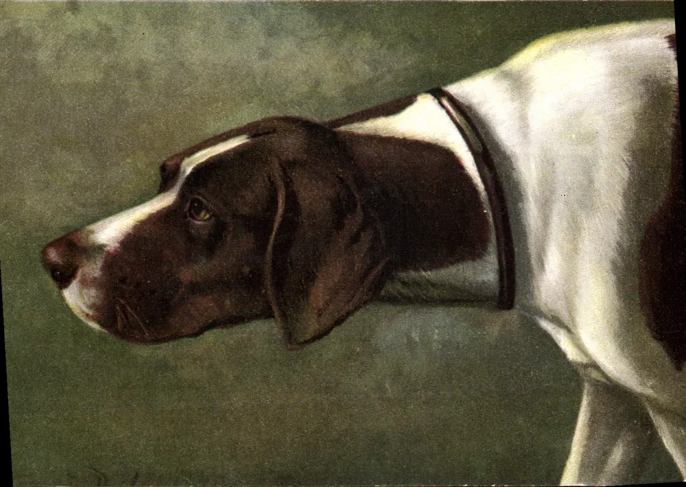 Cão de caça — retrato — M. F. Eufteurc, Paris, série n° 356 - Frente