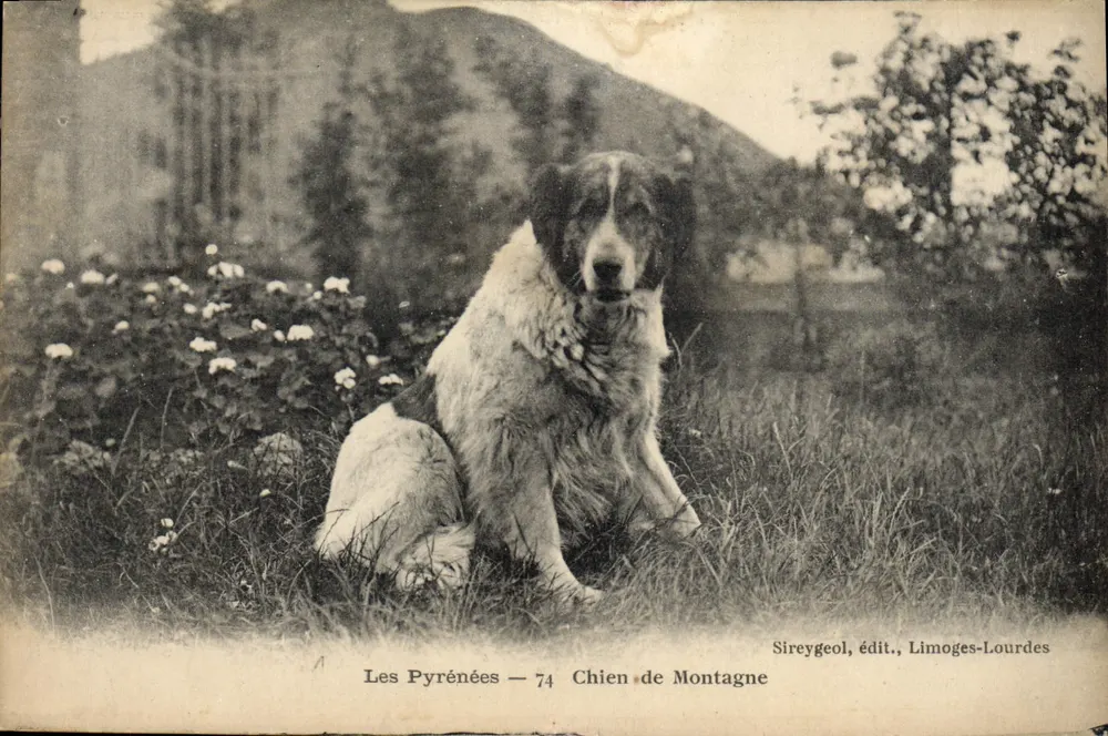 I Pirenei — 74 Cane da Montagna — Sireygeol, edit., Limoges-Lourdes - Recto