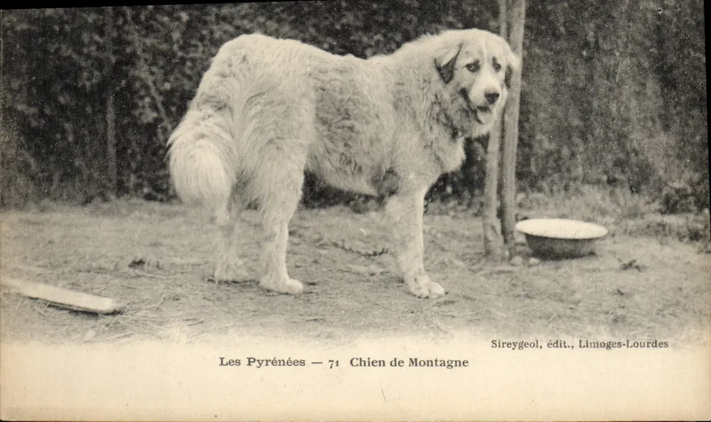 I Pirenei — 74 Cane di Montagna — Sireygeol, editore, Limoges-Lourdes - Recto