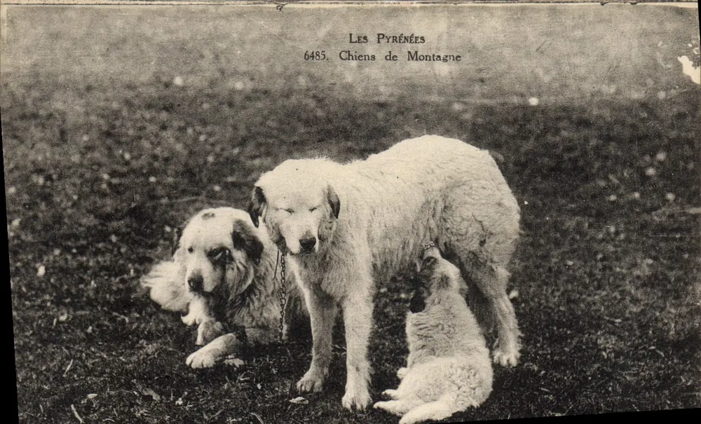 Les Pyrénées — Chiens de Montagne — série 6485 - Recto