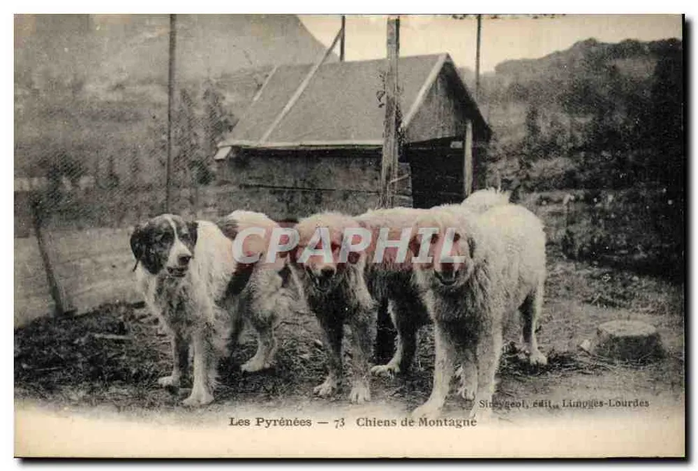 Los Pirineos — 73 Perros de Montaña — Sineygeol, edit., Lannoyes-Lourdes - Anverso