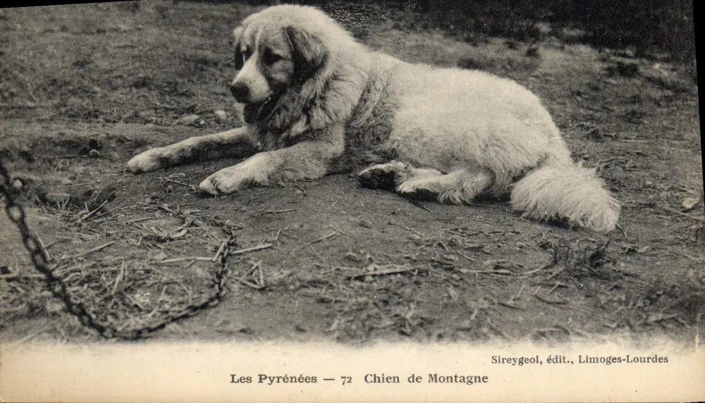 Los Pirineos — 72 Perro de Montaña — Sireygeol, editor, Limoges-Lourdes - Anverso