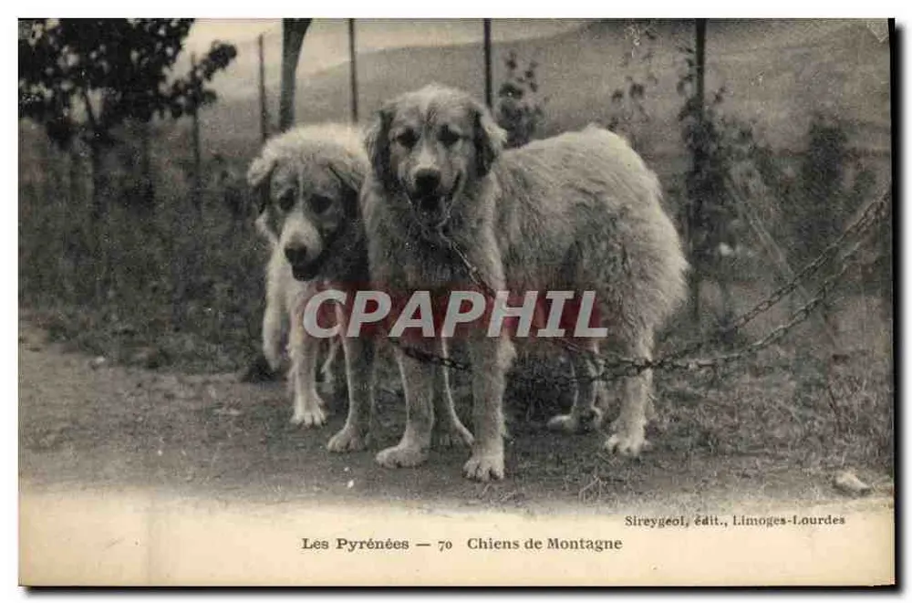 I Pirenei — Cani di Montagna — Sireygeol, editore, Limoges-Lourdes - Recto