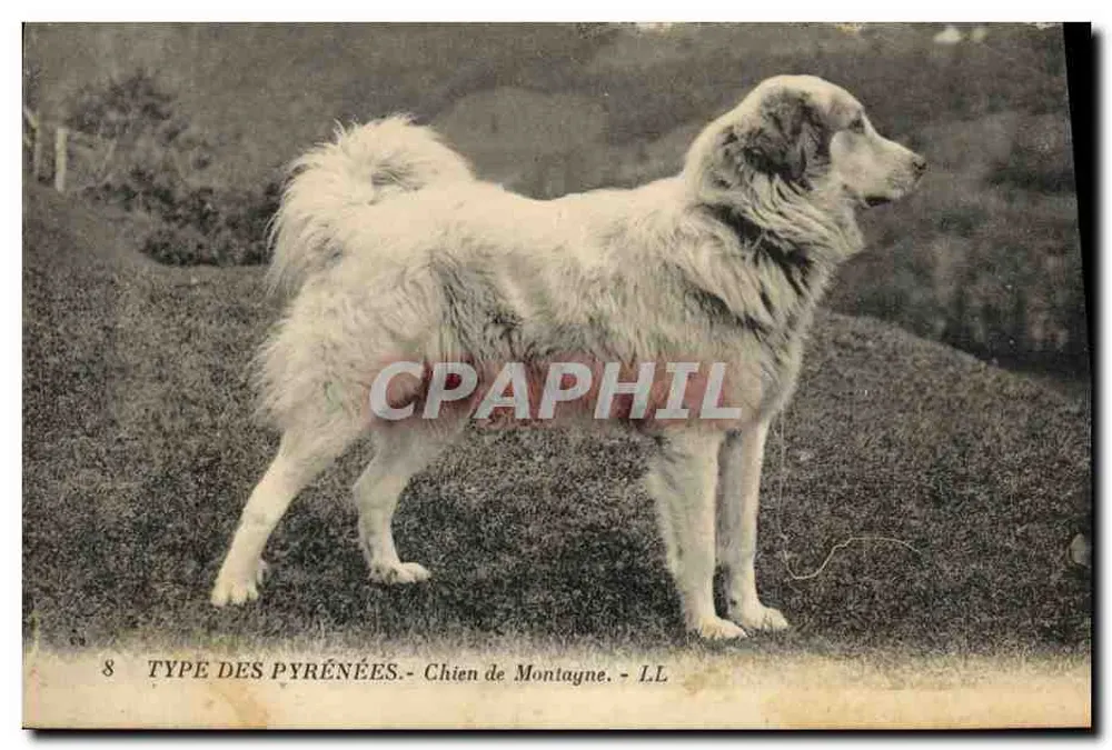 Cane da Montagna — Tipo delle Alpi Pirenaiche — LL, n°8 - Recto