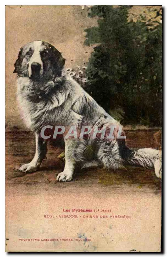 Chien des Pyrénées — portrait d'un berger blanc et noir — Phototypie Labouche Frères, Toulouse, n°807 (2e Série) - Voorkant