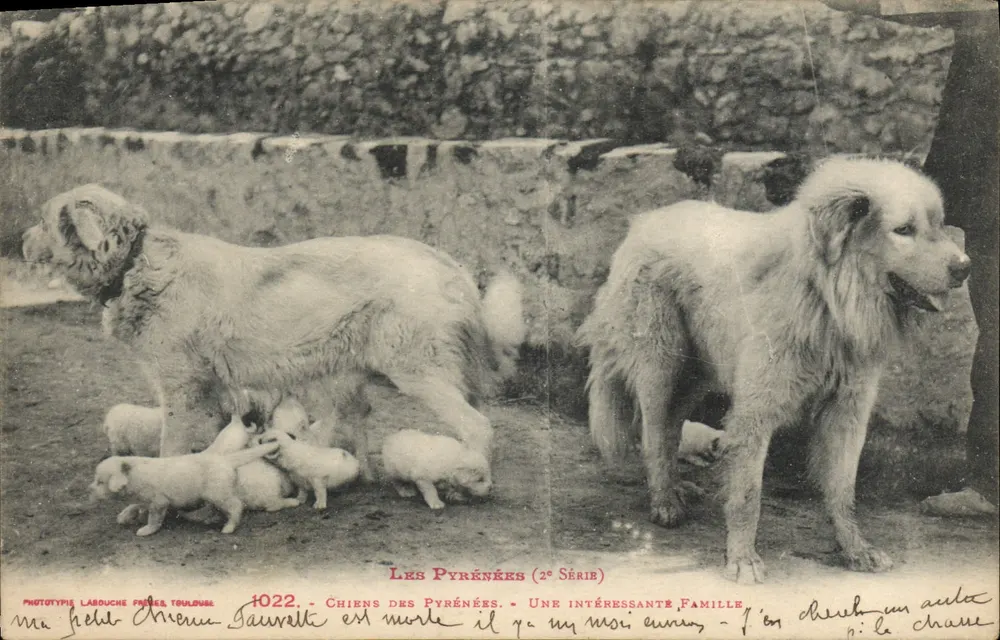Pyrénées-Hunde — Eine interessante Familie — Phototypie Labouche Frères, Toulouse, n°1022 (2. Serie) - Vorderseite