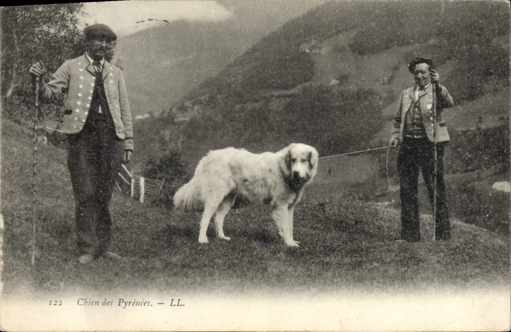 Cão das Pirineus — LL. — n°122 - Frente