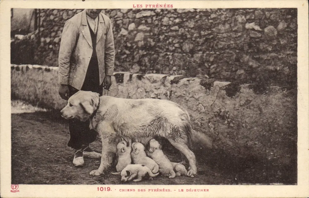Pirinees-honden — Het Lunch — Photothèque Laboude Toulouse n°1019 - Voorkant