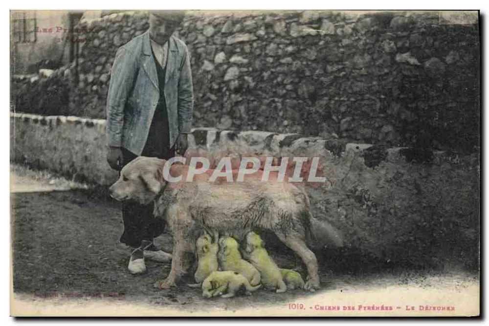 Cães das Pirineus — Le Dézouner — 1019 - Frente