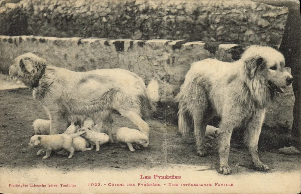 Pyrenäische Hunde — Eine interessante Familie — Phototypie Labouche frères, Toulouse, Nr. 1022 - Vorderseite