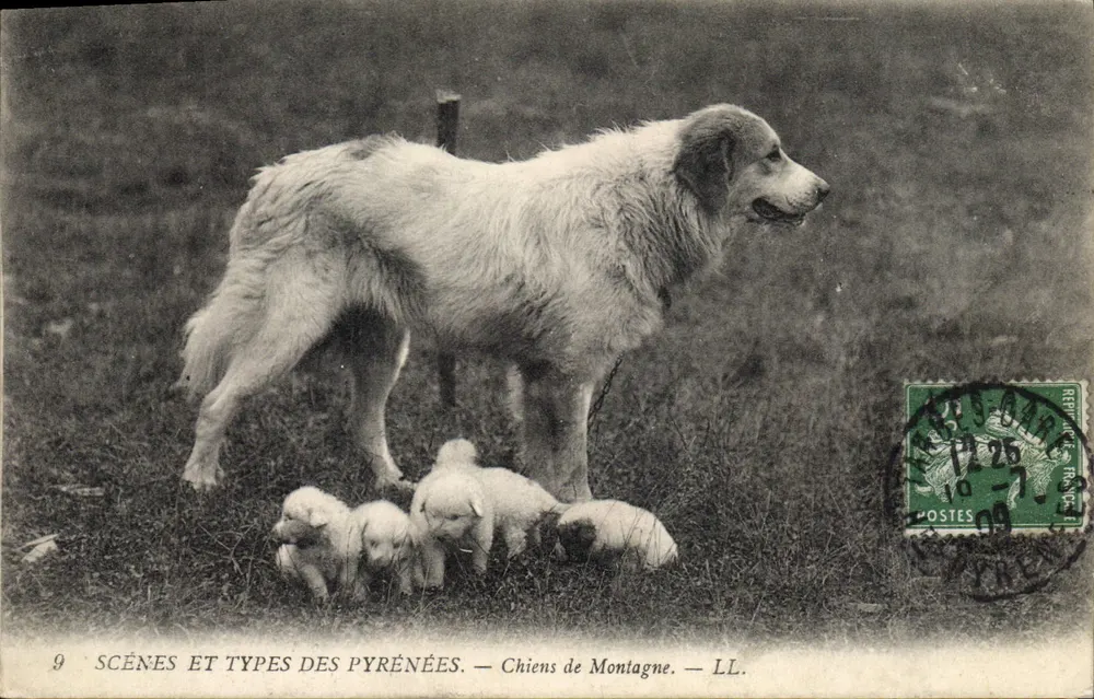 Cães de Montanha — LL. — Cenas e Tipos dos Pirineus — n°9 - Frente