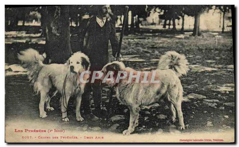 Os Pirineus (2ª Série) - Cães dos Pirineus - Dois Amigos — Fototipia Labouche Frères, Toulouse - Frente