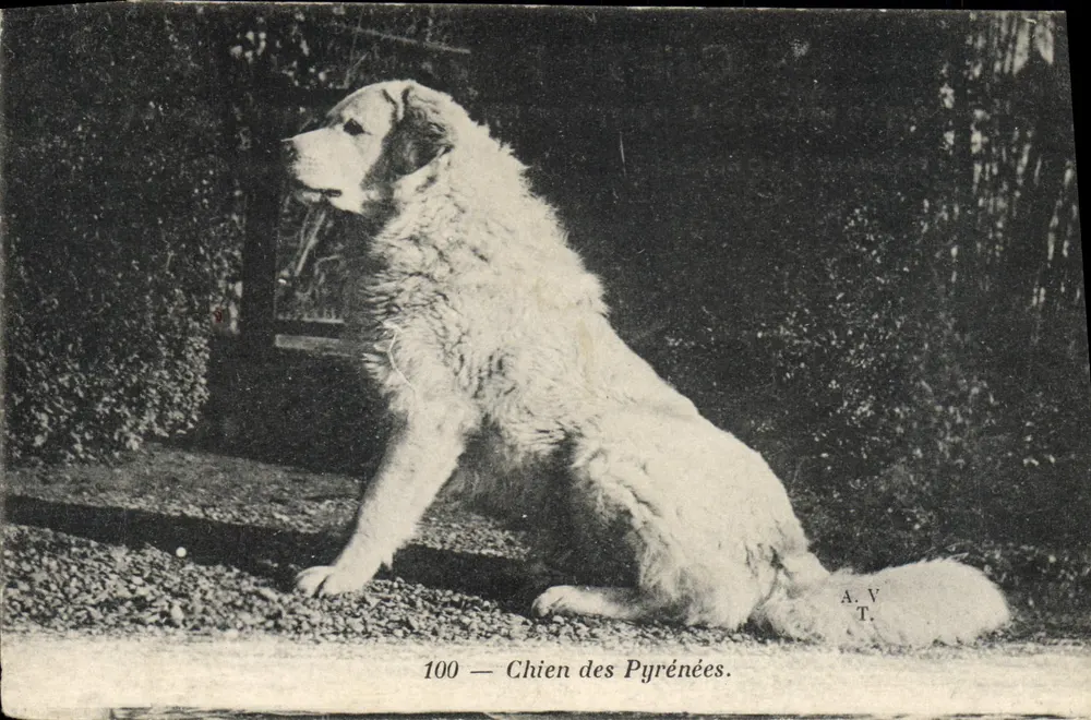 Cão dos Pirineus — 100 — A.V.T. - Frente