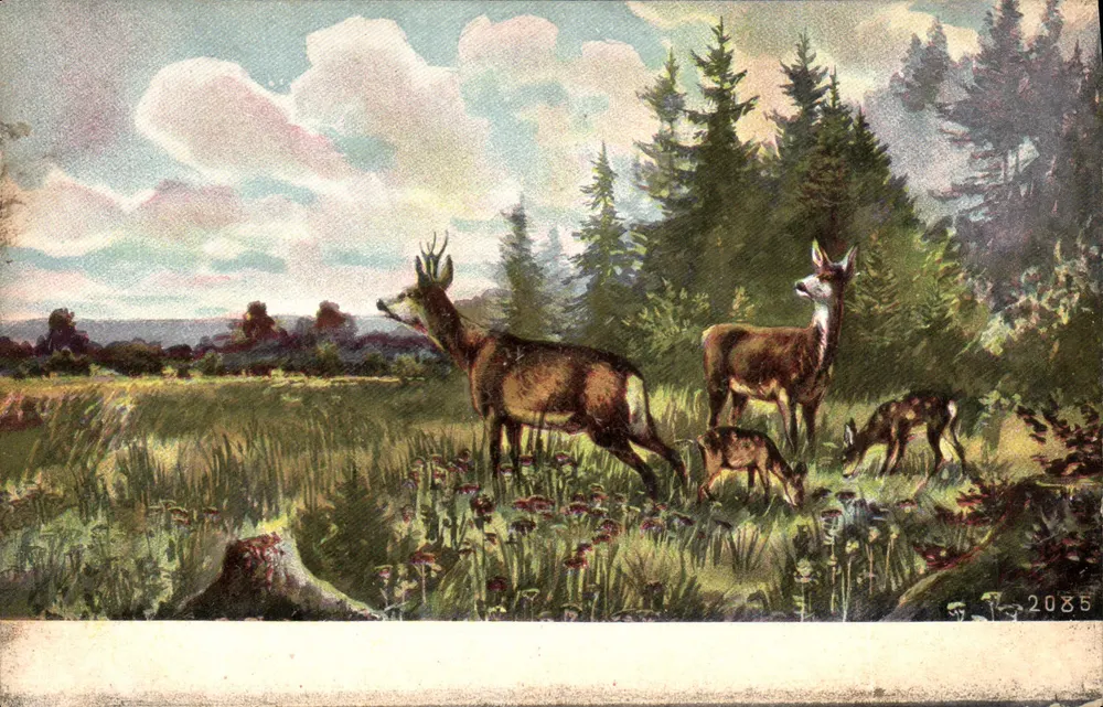 Cervos em um paisagem florestal — série 2085 — editor não identificado - Frente