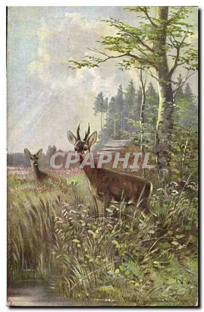 Dois cervos em um paisagem florestal — ilustração de Walter M. Walden — série 844, editor Haar & Feierwild, Dresden - Frente