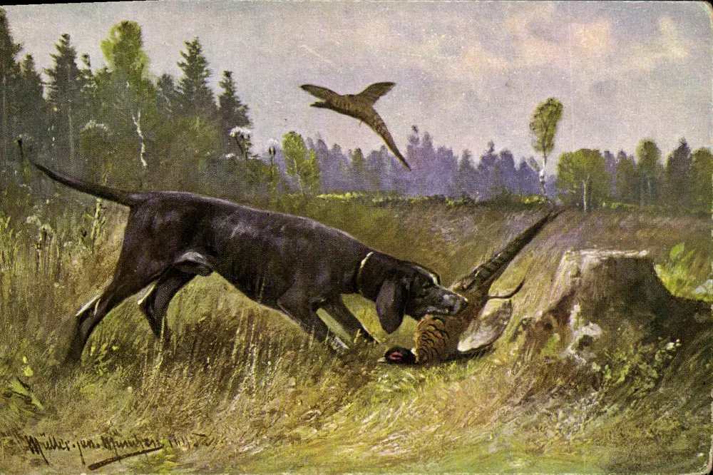 Caça ao faisão — cão preto com faisão no chão — obra de Müller jun. München - Frente