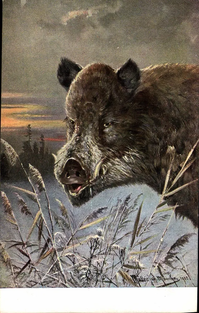 Sanglier — paisagem de margem ao entardecer — Müller & Mannheim, n° 4046 - Frente