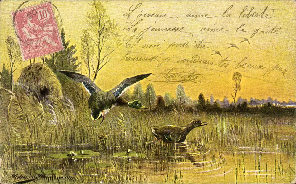 Patos em uma lagoa — cena natural — editor K. & B. Dess, série 814 - Frente