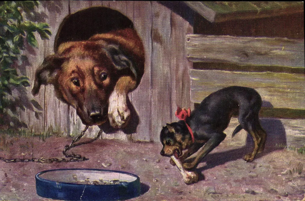 Erwachsener Hund und Welpen, die spielen — Serie 207 - Vorderseite