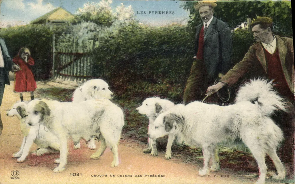 Grupo de cães dos Pirineus — Toulouse — editor Labouchaume - Frente