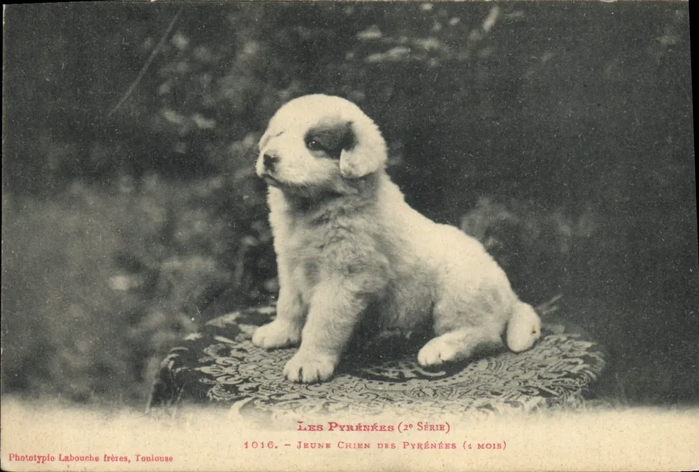 Cachorro jovem das Pirineus (1 mês) — 2ª série — Fototipia Labouche frères, Toulouse - Frente