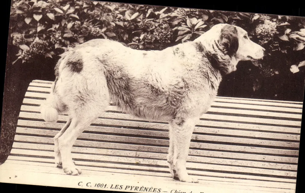 Os Pirineus — Cão de caça — C.C. 1001 - Frente
