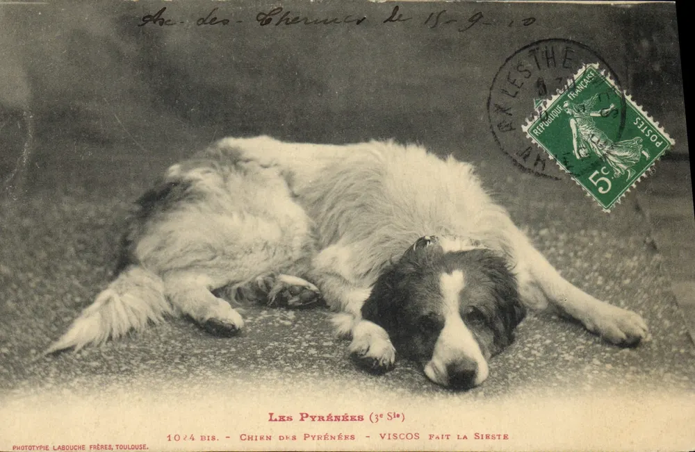 Pyrénées-Hund - Viscos schläft - Phototypie Labouche Frères, Toulouse, n° 1024 bis - Vorderseite