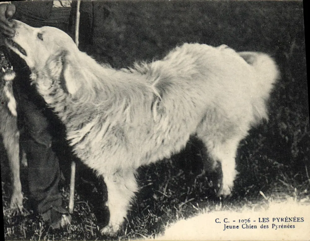 Cão jovem dos Pirineus — C.C. - 1076 — OS PIRINEUS - Frente