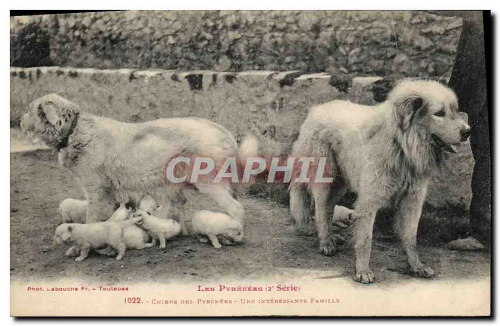 Pyrénées-Hunde — Eine interessante Familie — Phot. Labouche Fr. - Toulouse (1. Serie) - Vorderseite