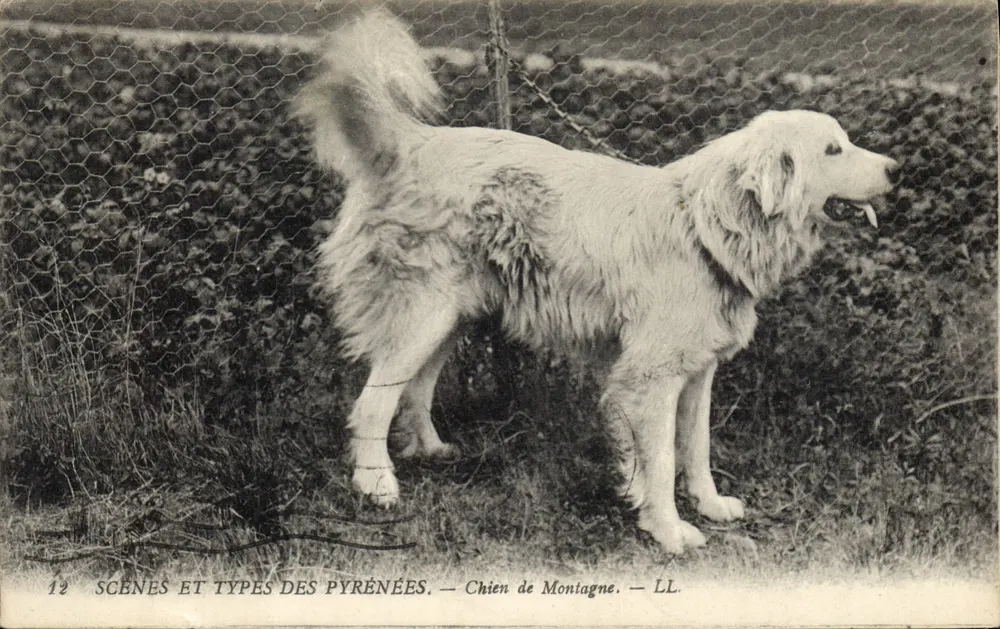 Cão de Montanha — CENÁRIOS E TIPOS DOS PIRINEUS — LL. — n°12 - Frente