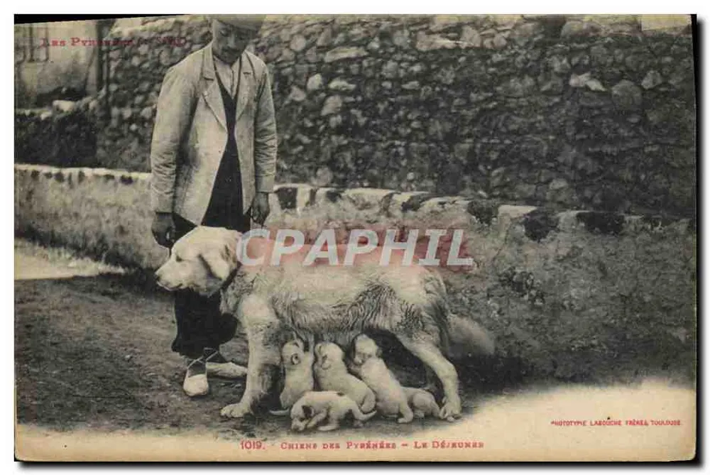 Pirinees-honden - Le Désirunès — Phototype Laroche Frères Toulouse - Voorkant
