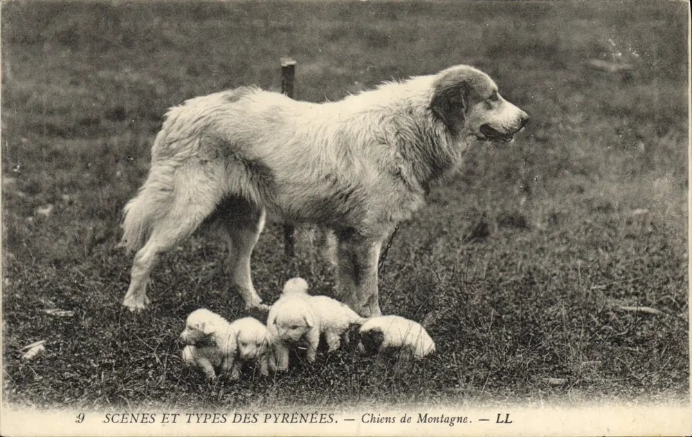 Cães de Montanha — LL — Cenas e Tipos dos Pirineus, n°9 - Frente