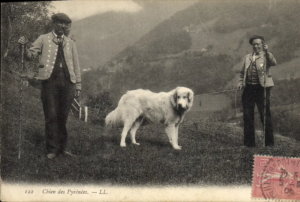 Cão das Pirineus — LL. — N° 122 - Frente
