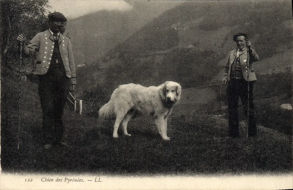 Cão dos Pirineus — LL. — N° 122 - Frente