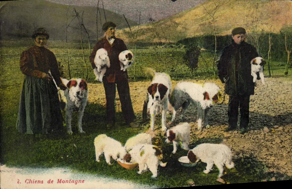 Cães de Montanha — edição P. Doucet, Lourdes - Frente
