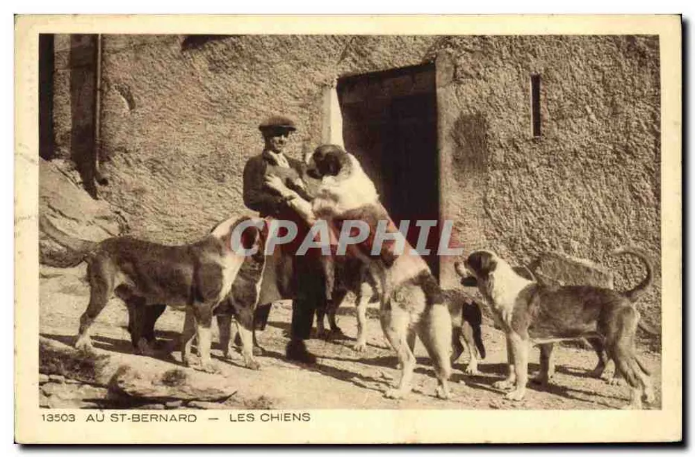No St-Bernard — Os Cães — Braun & Cie, Imp. Mulhouse-Dornach - Frente