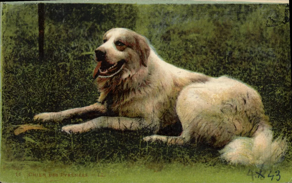 Cão dos Pirineus — LL — n°11 - Frente