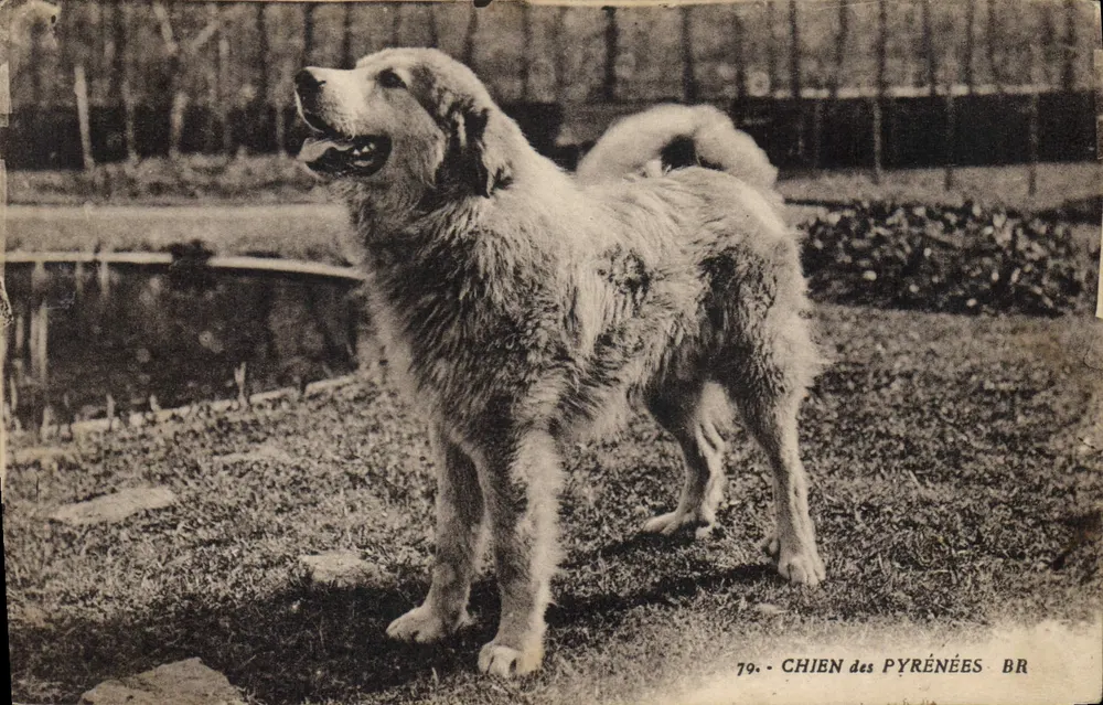 Cão dos Pirineus — n°79 — Bloc Frères, editores Bordeaux - Frente
