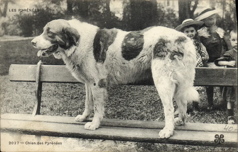 Cão das Pirineus — 2027 — MTPL - Frente