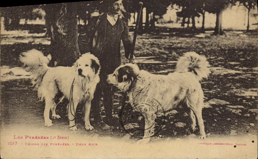 Cães dos Pirineus — Dois Amigos — Labouche Frères, Toulouse - Frente