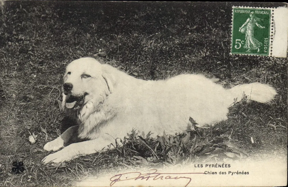 Cão das Pirineus — J. Mitrany — editor não visível - Frente