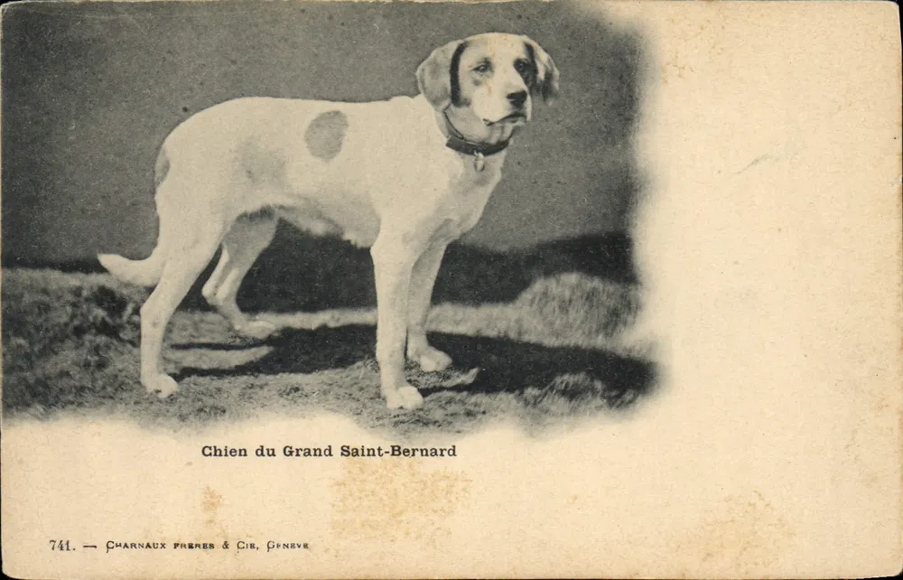Cão do Grande São Bernardo — Charnaux Frères & Cie, Genebra, n° 741 - Frente