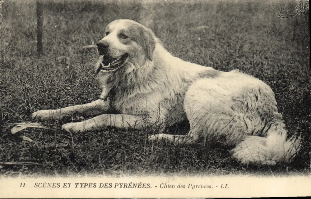 Cão dos Pirineus — Scènes et Types des Pyrénées — LL - Frente