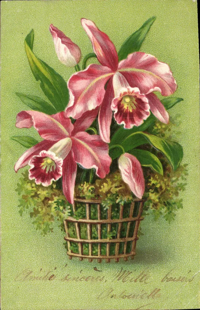 Bouquet d'orchidées roses — dans un panier tressé — éditeur : Postkarte — Carte postale - Awers