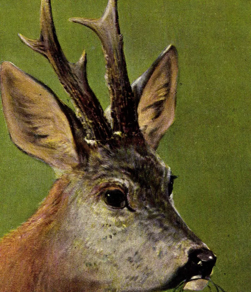 Cervo macho — cabeça com chifres — editor K.F. TURBENS, n° 1987 - Frente