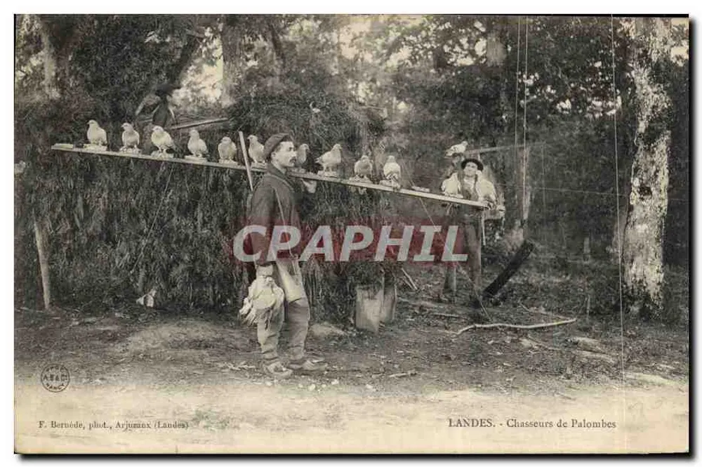 Landes - Taubjäger — F. Bernéde, phot., Arjumaux (Landes) - Vorderseite