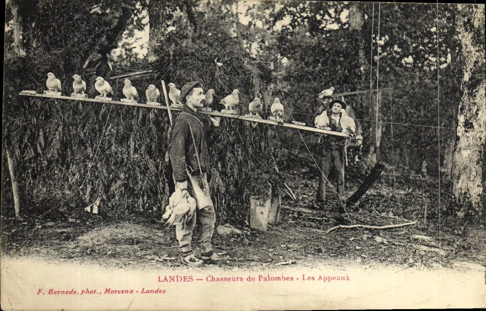 Lande - Pfeifenhüter - Les Appeaux — F. Bernede, Fotografie, Morcenx - Landes - Vorderseite