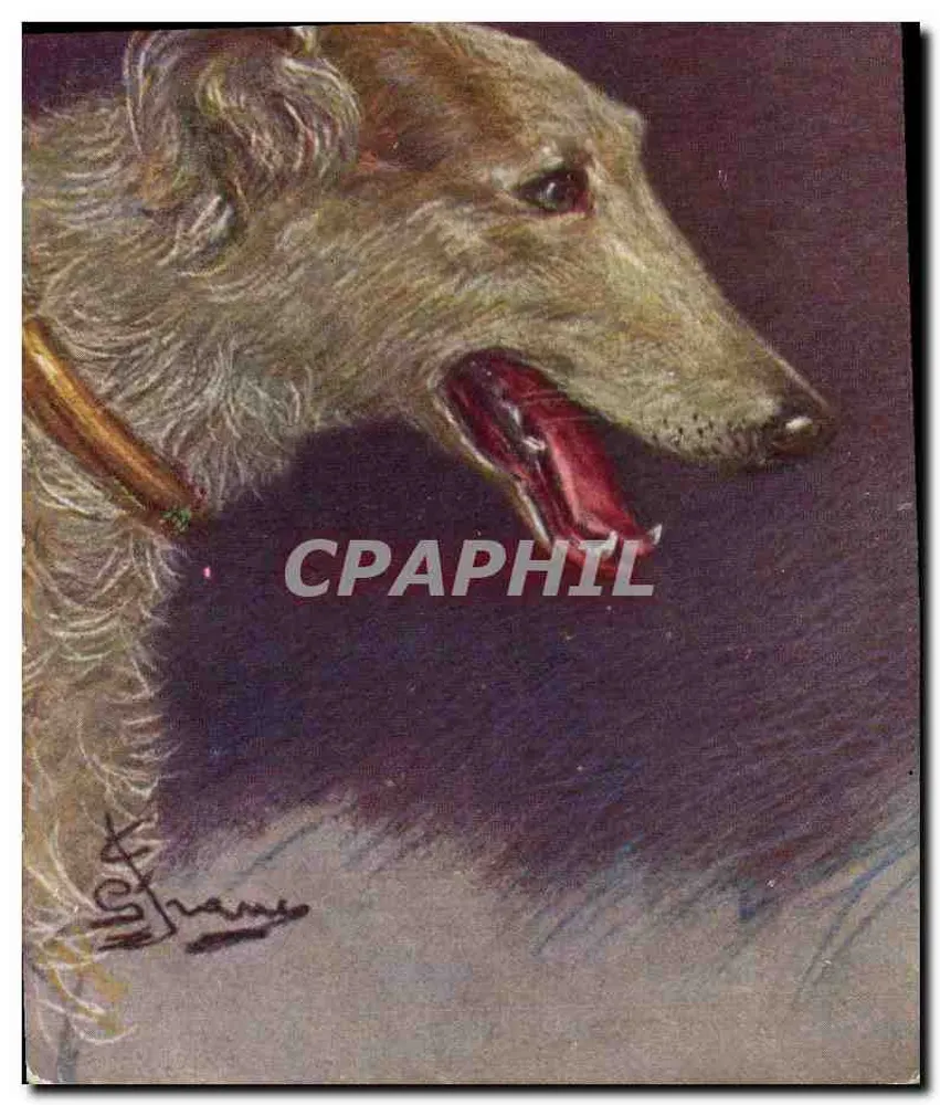 Cão de caça russo — Levrier Russo — F.&C.M. - Frente