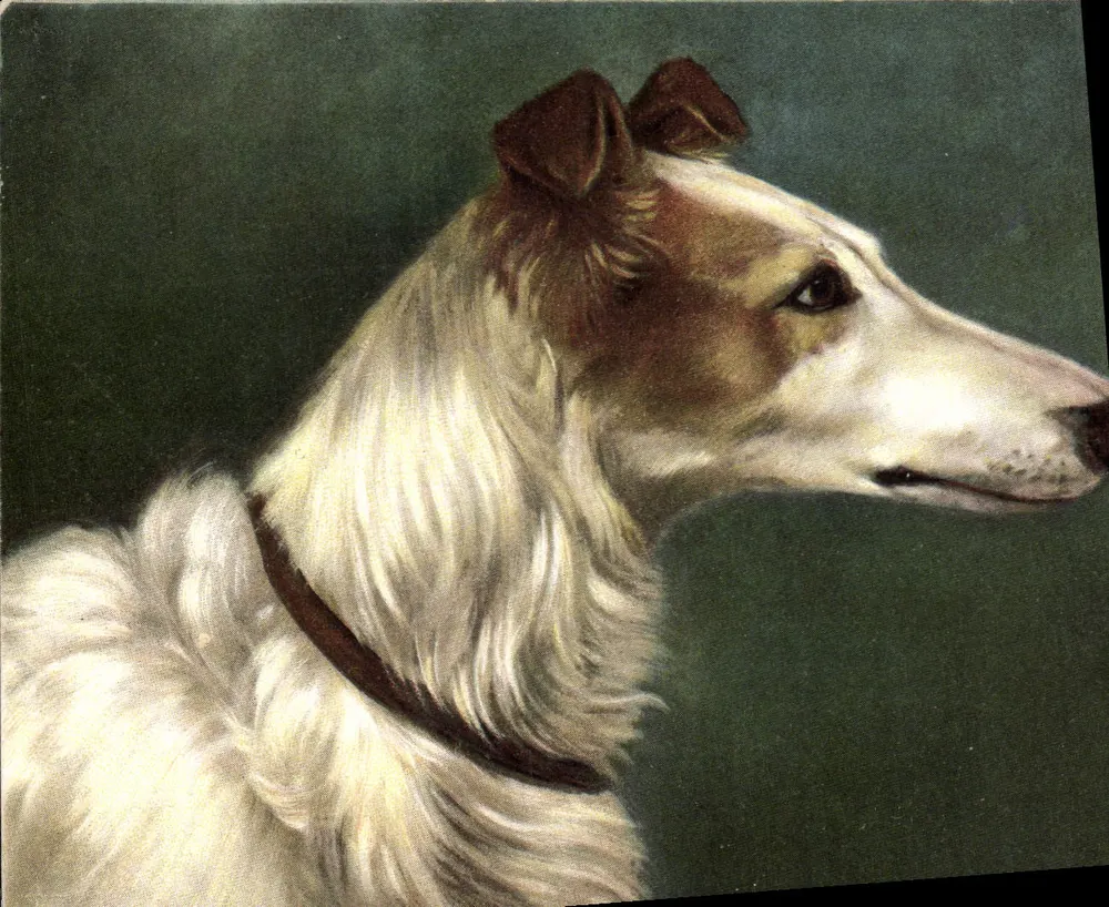 Retrato de um cão — editor M. F. BERTUZI, Paris, série 107, 1913 - Frente